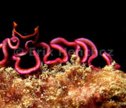 Ningaloo Critters